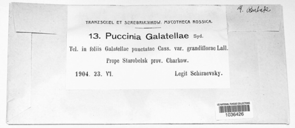 Puccinia galatellae image